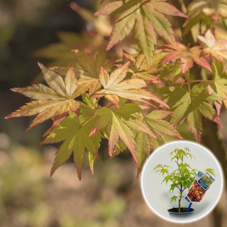 Artar Japonez - Artar Japonez Katsura 35cm+ (P9)