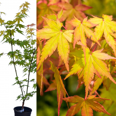 Plante Decorative - Artar Japonez Orange Dream 70cm (2L)