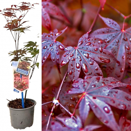 Artar Japonez Rosu - 40cm+ (2L) [1]