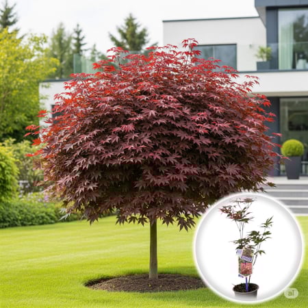 Plante Decorative - Artar Japonez Rosu - 40cm+ (2L)