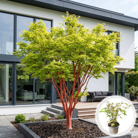 Artar Japonez - acer-palmatum-sango-kaku-artar-japonez-crengi-rosii-pepiniera-sibiu