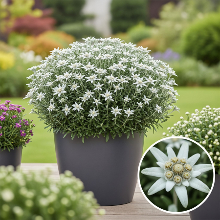 Flori Gradina si Balcon - Floare de Colt - 10cm - Leontopdium Alpinum