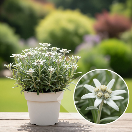 Floare de Colt - 10cm - Leontopdium Alpinum [1]