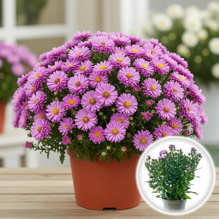 Aster - Roz - 25cm+ [1]