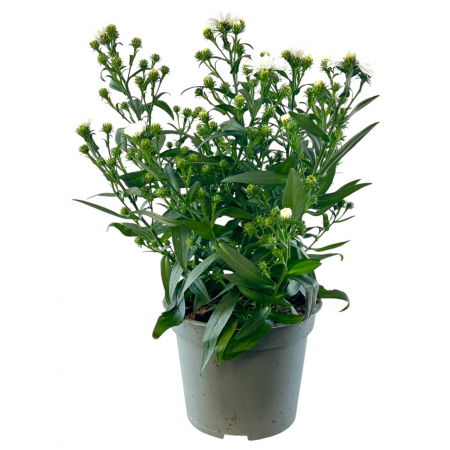 Aster - Albastru - 25cm+ [2]