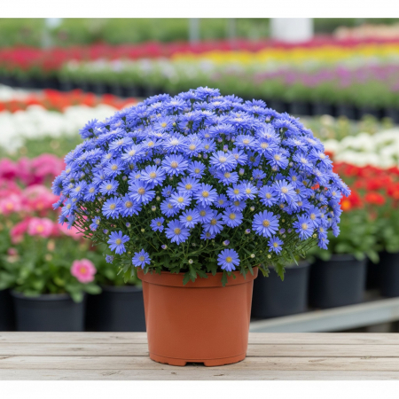 Flori Gradina si Balcon - Aster - Albastru - XL