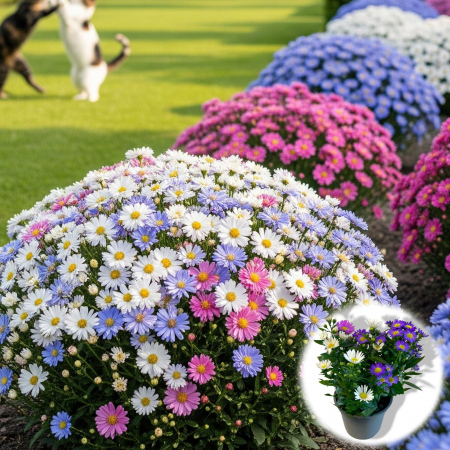Flori Gradina si Balcon - Aster - Mix (25cm+)