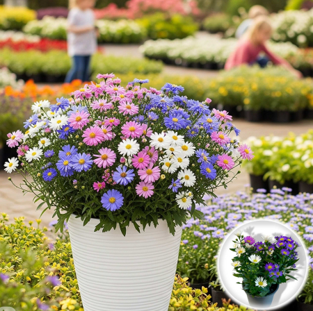 Aster - Mix (25cm+) [1]