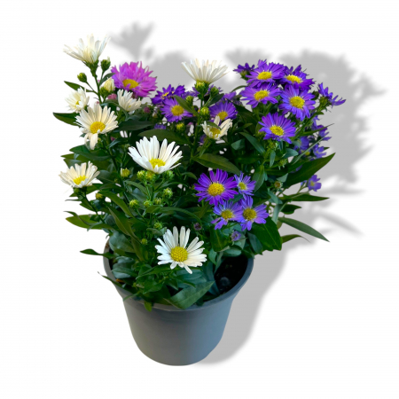 Aster - Mix (25cm+) [2]