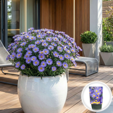 Flori Gradina si Balcon - aster-lady-in-blue-symphyotrichum-albastru-pepiniera-sibiu