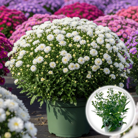 Aster - Alb - 25cm+ [1]