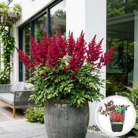 Bulbi de Astilbe - astilbe-arendsii-fanal-perena-umbra-pepiniera-sibiu