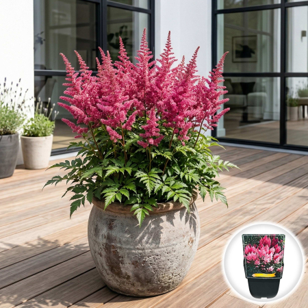 Bulbi de Astilbe - astilbe-japonica-europa-inradacinata