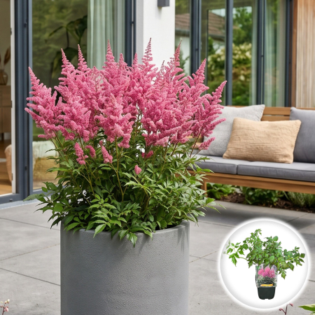 Bulbi de Astilbe - astilbe-japonica-mainz-perena-roz-pepiniera-sibiu
