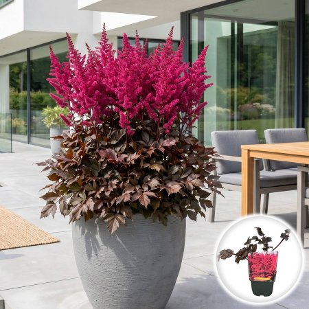 Bulbi de Astilbe - astilbe-vulcano-perena-flori-rosii-pepiniera-sibiu