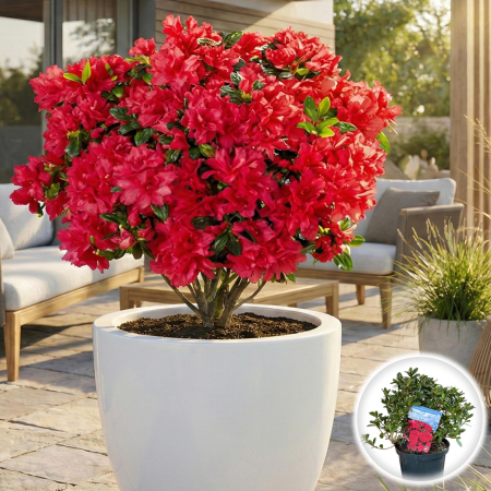 Rhododendron - azalee-japoneza-geisha-red-rododendron-rosu-pepiniera-sibiu