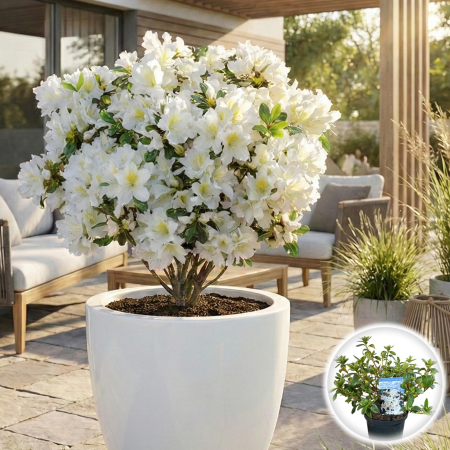 Rhododendron - azalee-japonica-mary-helen-alba-rhododendron-pepiniera-sibiu