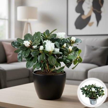 Plante Interior - Azalee Mini - Alba