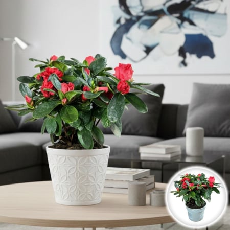 Plante Interior - Azalee Mini - Rosu