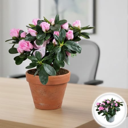 Plante Interior - Azalee Mini - Roz