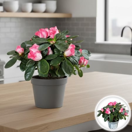 Plante Interior - Azalee Mini - Roz/Alb