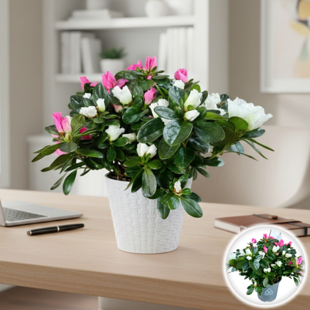Plante Interior - Azalee Mix - Roz/Alb