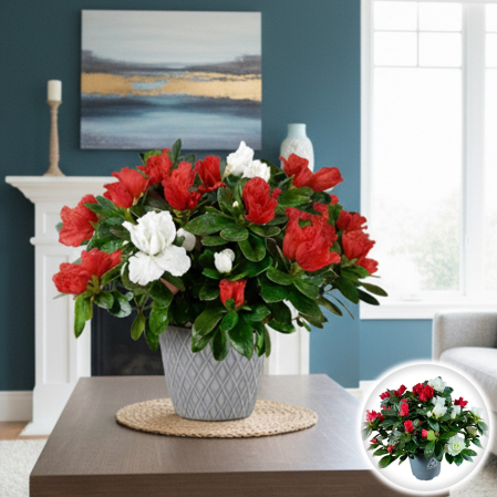 Plante Interior - Azalee Mix - Rosu/Alb