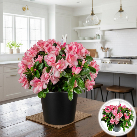 Plante Interior - Azalee - Roz/Alb - 25cm+