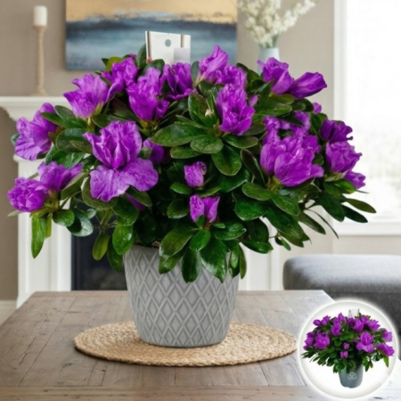 Azalee - rhododendron-simsii-azalee-mov-ghiveci-pepiniera-sibiu