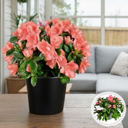 Plante Interior - Azalee - Somon - 25cm+