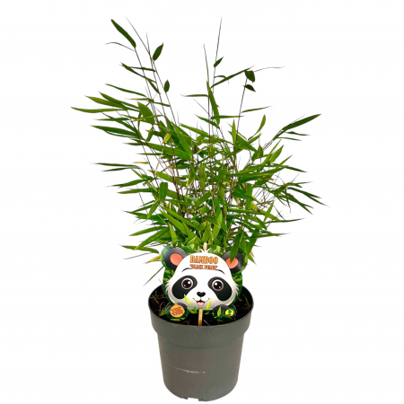 Fargesia Nitida - 60cm [1]