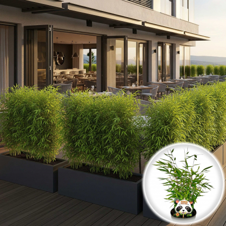 Plante Decorative - Fargesia Nitida - 60cm