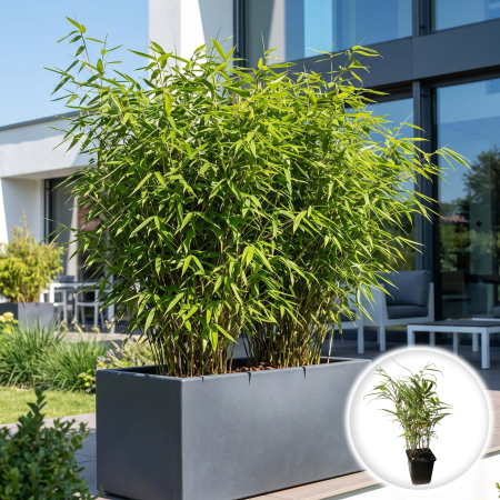 Bambus - bambus-de-gradina-fargesia-rufa-planta-ornamentala-pepiniera-sibiu