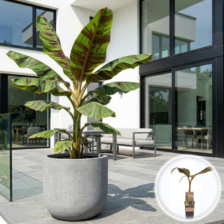 Bananieri - Musa - musa-sikkimensis-ever-red-bananier-rezistent-frig-pepiniera-sibiu