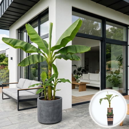 Bananieri - Musa - musa-basjoo-bananier-japonez-rezistent-ger-pepiniera-sibiu