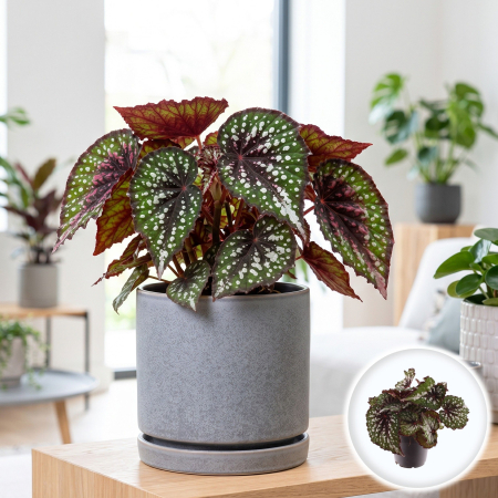 Plante Interior - begonia-magic-colours-bostella-planta-interior-pepiniera-sibiu
