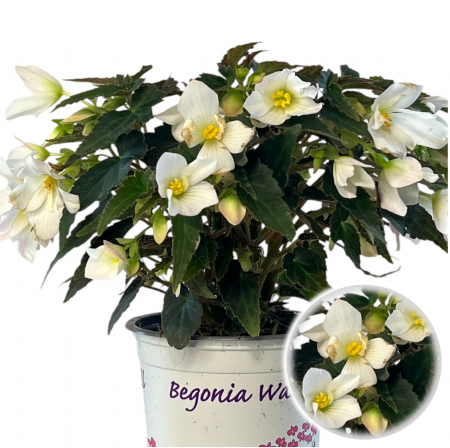 Flori Gradina si Balcon - Begonia Curgatoare - Alb