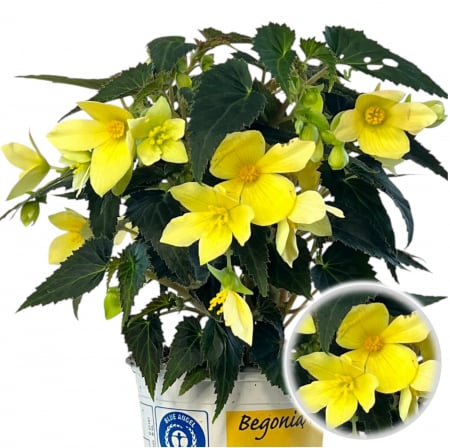 Flori Gradina si Balcon - Begonia Curgatoare - Galben