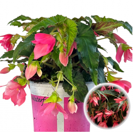 Flori Gradina si Balcon - Begonia Curgatoare - Roz