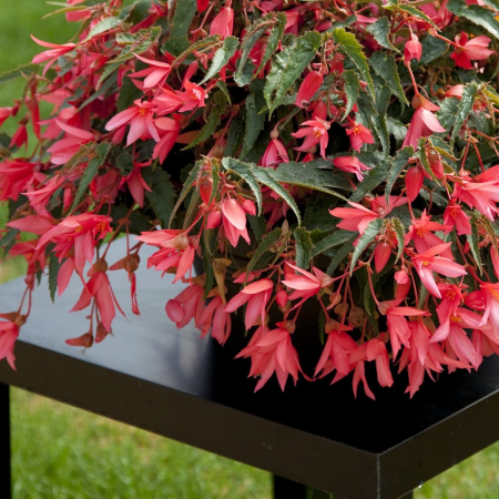 Begonia Curgatoare - Roz [1]