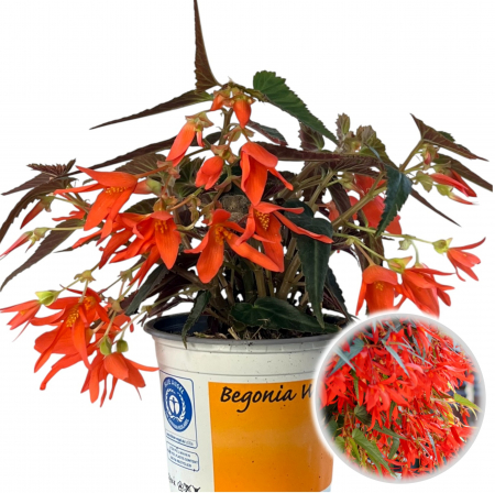 Flori Gradina si Balcon - Begonia Curgatoare - Portocaliu - XL