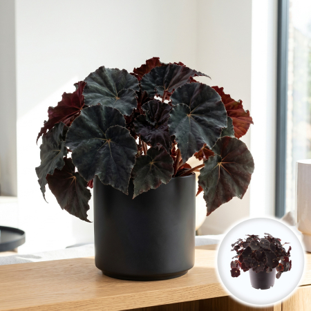 Plante Interior - begonia-rex-dark-mambo-magic-colours-pepiniera-sibiu