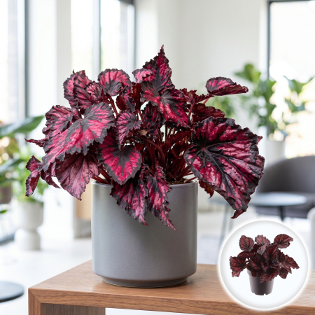 Plante Interior - begonia-magic-colours-etna-planta-interior-pepiniera-sibiu