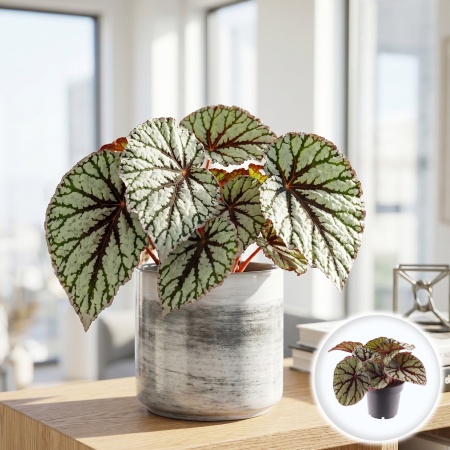 Plante Interior - begonia-rex-magic-colours-fedor-planta-interior-pepiniera-sibiu
