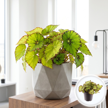 Plante Interior - begonia-magic-colours-jiva-planta-interior-pepiniera-sibiu