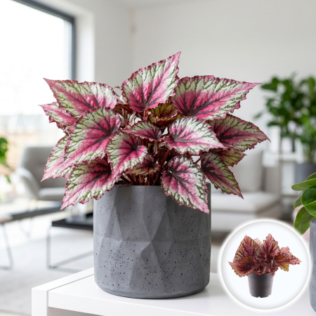 Plante Interior - begonia-rex-magic-colours-lambada-planta-interior-pepiniera-sibiu