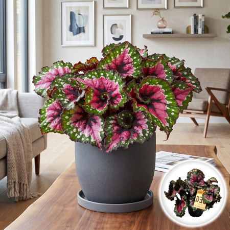 Begonia Rex - begonia-magic-colours-macarena-planta-interior-pepiniera-sibiu