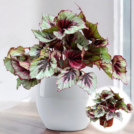Begonia Rex - Begonia R. Bicolor - Mov