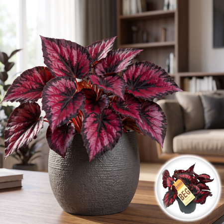 Begonia Rex - begonia-magic-colours-red-kiss-planta-interior-roșie-pepiniera-sibiu
