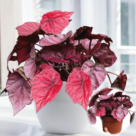 Begonia Rex - Begonia Rex - Rosu